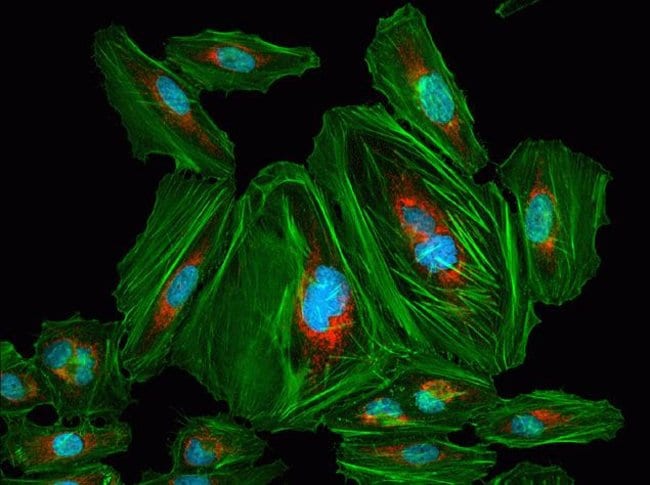 Fluorescent immunodetection of mitochondria in HeLa cells following incubation with BlockAid™ blocking solution